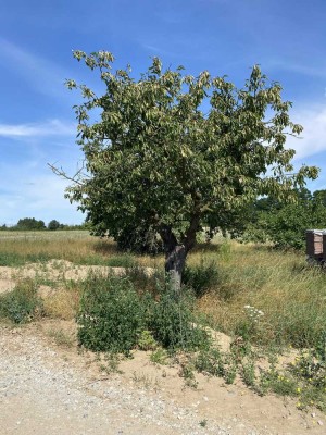 Schlüsselfertige  Doppelhaushälfte in Kloster Lehnin