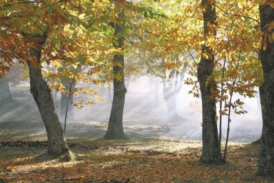 ruhig gelegene Erdgeschosswohnung  in Wittenburg