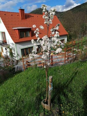 Großzügiges Haus mit viel Garten in beliebter Wohngegend - PRIVAT (Ohne Provision)