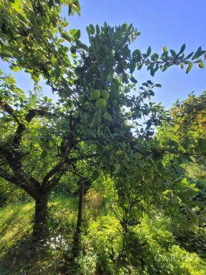 Freie, naturnahe Doppelhaushälfte mit viel (Ausbau-) Potential ! Streuobstwiese, eigener Bachlauf...