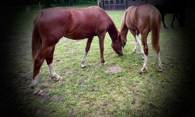 Pferdeliebhaber aufgepasst: Ihr Pferd wohnt direkt bei Ihnen, Resthof in traumhafter Umgebung!