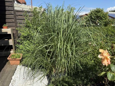 4 Zimmerwohnung EG mit eigenem Gartenanteil und 2 Stellplätze