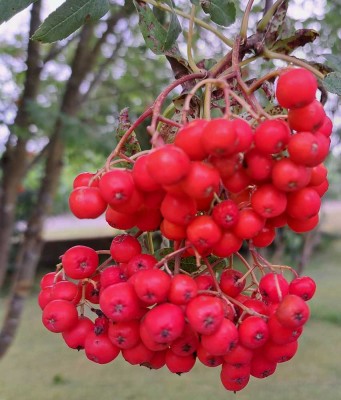 Courtagefreies Gefühl von "Heile Welt" - Haus auf dem Lande mit Hausweide für Pferd / Hund / Katze
