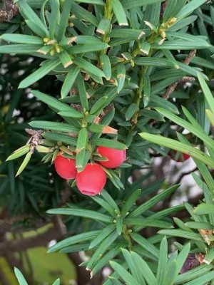 Schönau am Königssee: Geräumige 2 Zimmer-Dachgeschosswohnung mit Balkon und Stellplatz