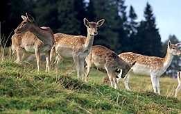 Pulheim-Stommeln, sehr schöne 4-Zimmer-Wohnung 123m² - direkt vom Eigentümer -