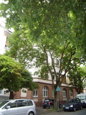 schöne Altbau-Wohnung im Südviertel!