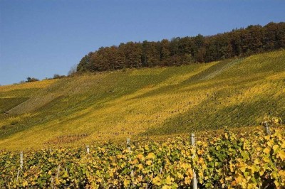 Sie benötigen mehr Platz? 6,5 Zi., 2 Bäder, mit Blick auf die Weinberge