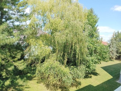 2351 Wiener Neudorf - nette 3 Zimmer Wohnung mit Loggia