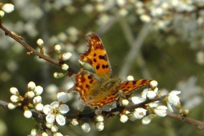 Frühlingserwachen in Pöseldorf