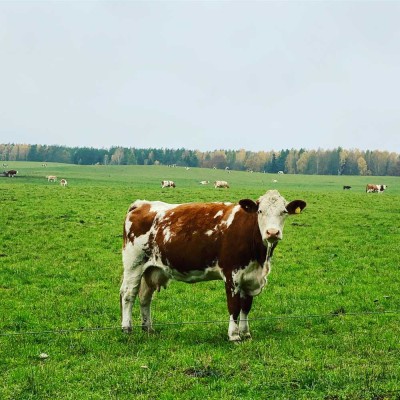 Mehrfamilienhaus mit 10 Wohneinheiten – ideal für Baugruppe, Investoren oder Projektentwickler