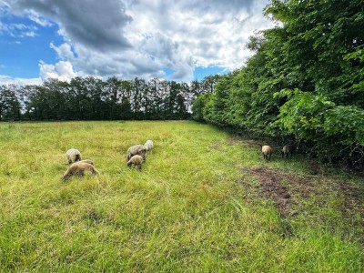 Naturliebe und Urbanität vereinbart, Ihr neuer Blick in den Garten