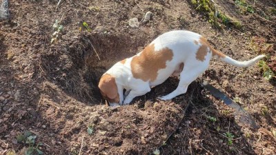 Hier könnte auch Ihr Traumhaus stehen ! Wir von Bien Zenker  erstellen Ihren Wohntraum zusammen mit
