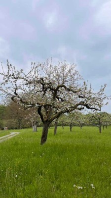 Abrissgrundstück - Viel Potential und zahlreiche Nutzungsoptionen