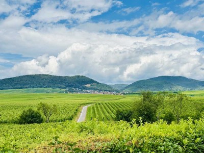 Großzügiges Anwesen in Traumlage mit Haardtblick - neue Hybridheizung und Photovoltaikanlage