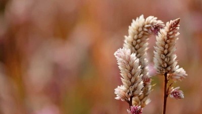 Ihre Ruheoase: Exklusives Traumhaus mit Gartenidylle