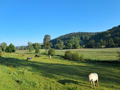 Fu./Ffm gut erreichb., KITA,Reiten,Freibad,Lidl nah