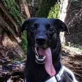 ~ Hundefreunde aufgepasst ~