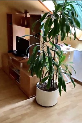 Sanierte 2-Raum-Wohnung mit Einbauküche in Kaiserslautern