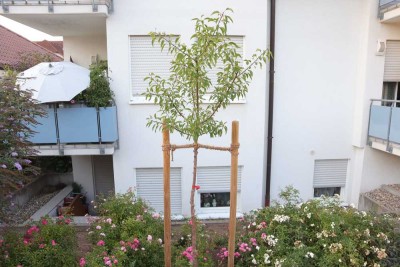 Lichtdurchflutetes Ein-Zimmer-Appartement in Haßloch