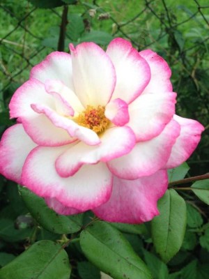 Ihr individuelles Traumhaus mit Bien-Zenker  EVOLUTION 148 in Tauberbischofsheim