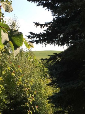 ERFÜLLEN SIE SICH IHRE GRÖSSTEN LEBENSTRÄUME: EINE EIGENE FAMILIE, EIN HAUS MIT GARTEN UND EINEN HUN