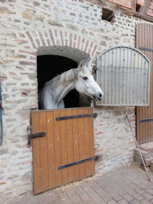 Wohnung auf dem Reiterhof in Egeln bei Magdeburg