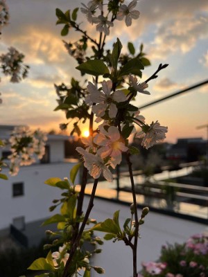 Gemütliche, moderne Penthousewohnung mit Dachterrasse  in Erftstadt Liblar