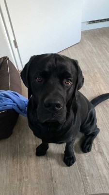 ENDLICH PLATZ FÜR IHREN EIGENEN HUND - IN IHREM NEUEN HAUS MIT GARTEN!