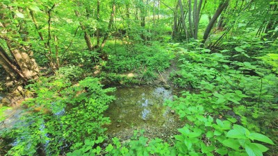 ***Wohntraum direkt am Steinbach***