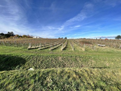 Verlassenschaft zum Top-Preis (!) Charmante Villa im Dornröschenschlaf mit Weinberg- und Wienblick (!)